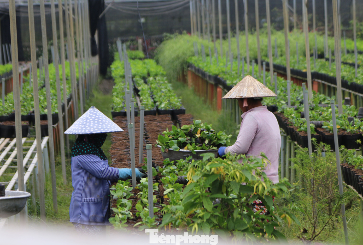 Làng hoa lớn nhất miền Tây đìu hiu, khách thưa thớt ảnh 8