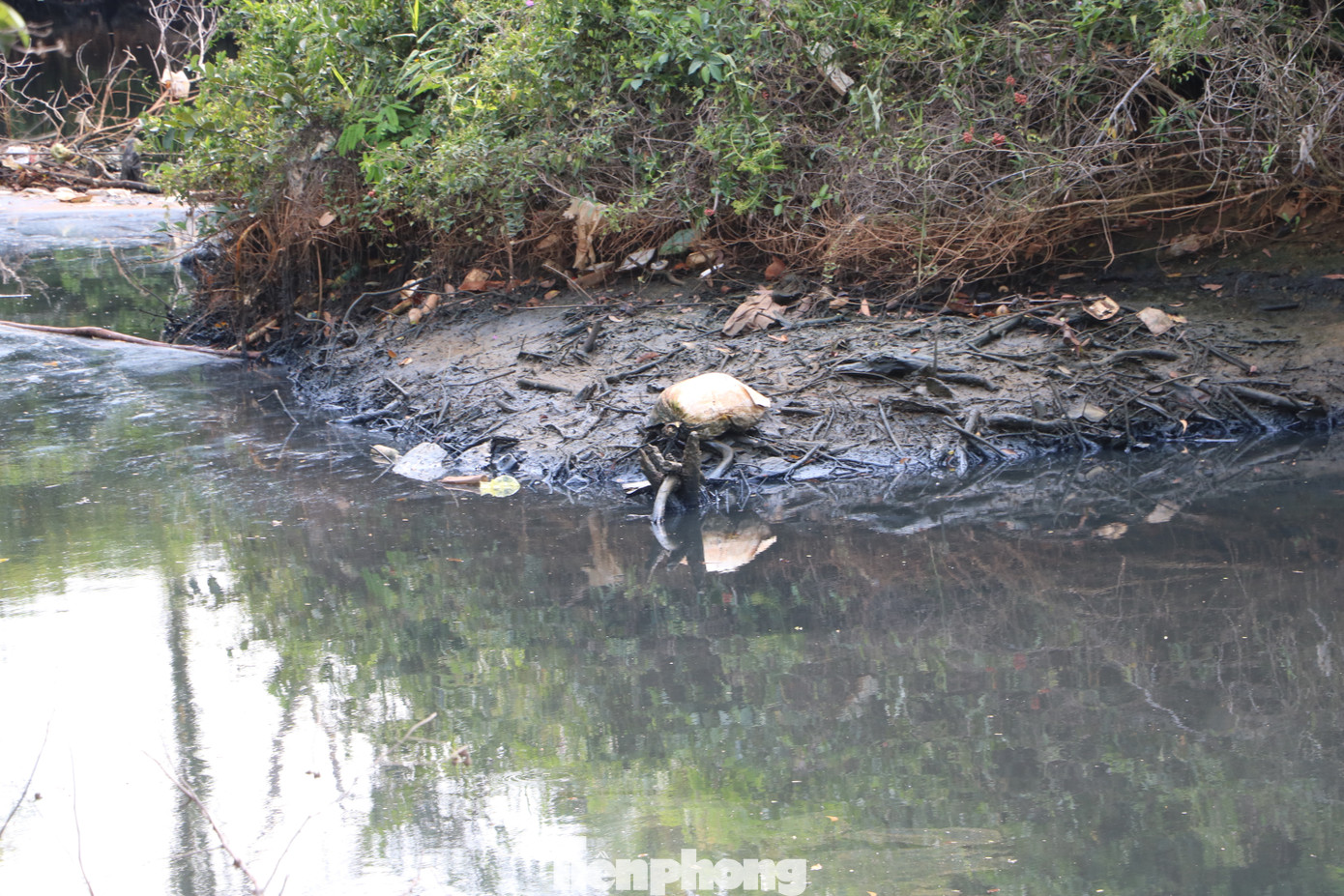 Sông Dương Đông ở Phú Quốc đen ngòm, người dân bị ‘tra tấn’ bởi mùi hôi ảnh 2