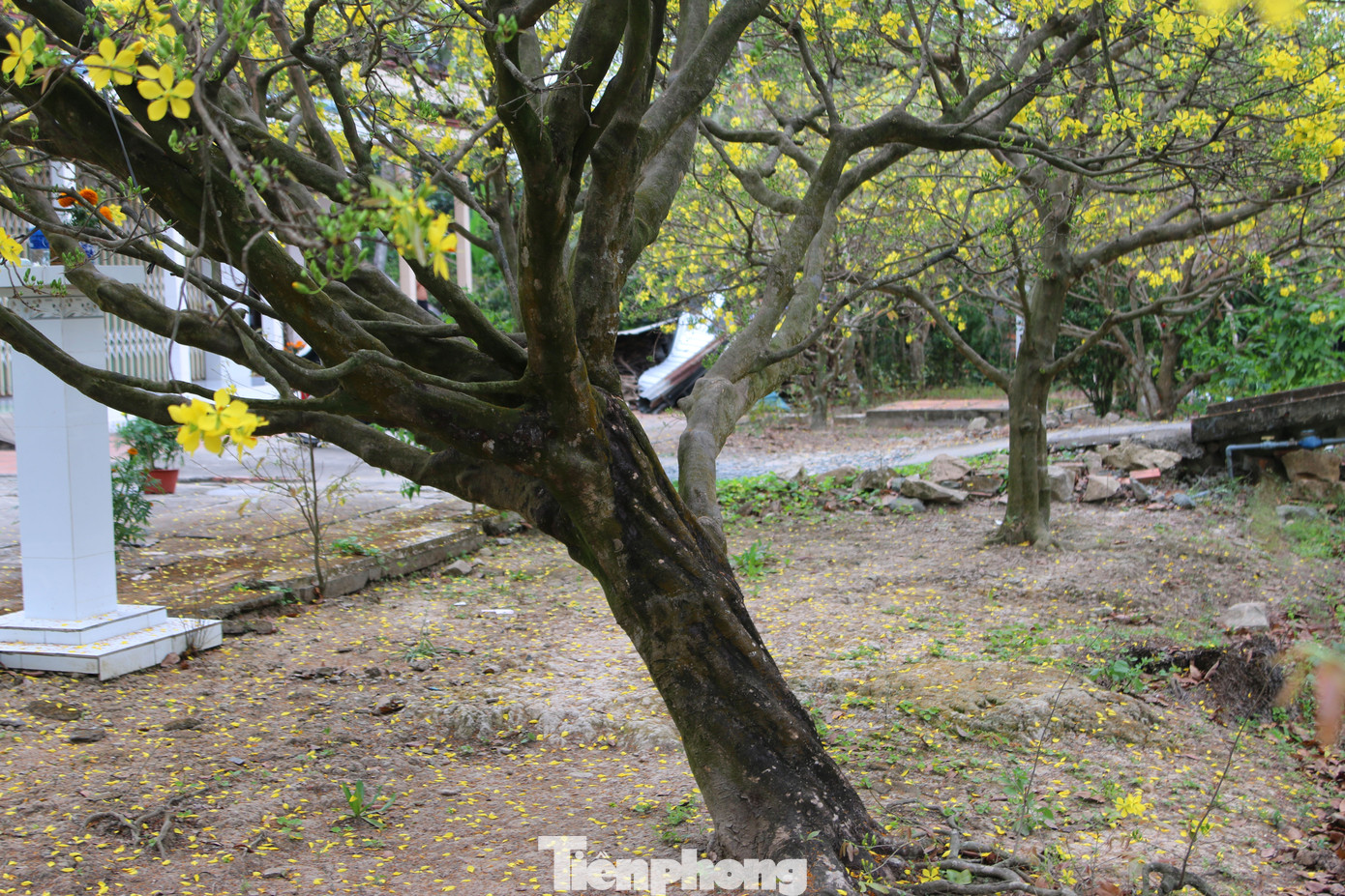 Hai cây mai cổ thụ tiền tỉ ở Đồng Tháp ảnh 14