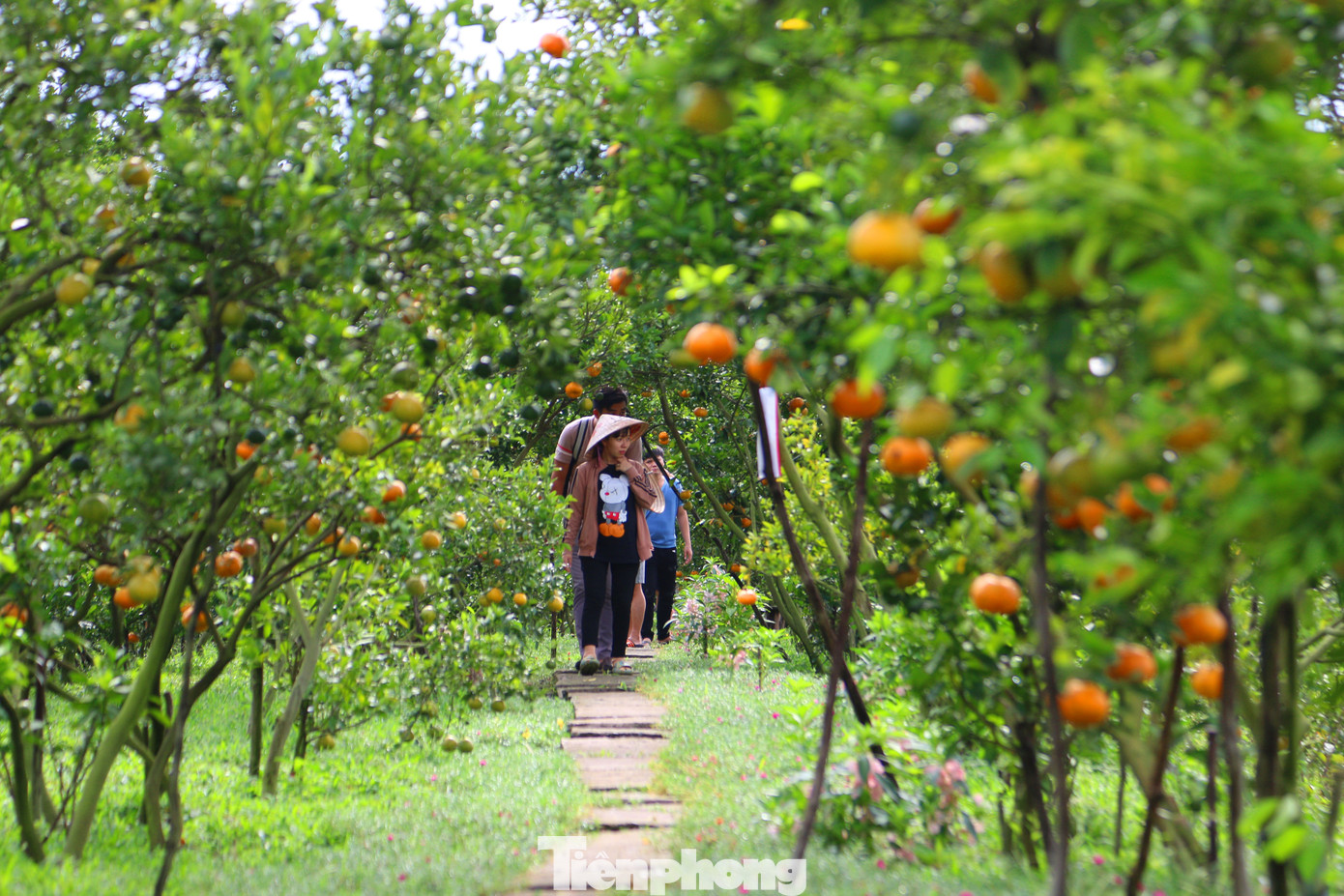 Mê mẩn vườn quýt hồng trĩu quả của nông dân miền Tây ảnh 2