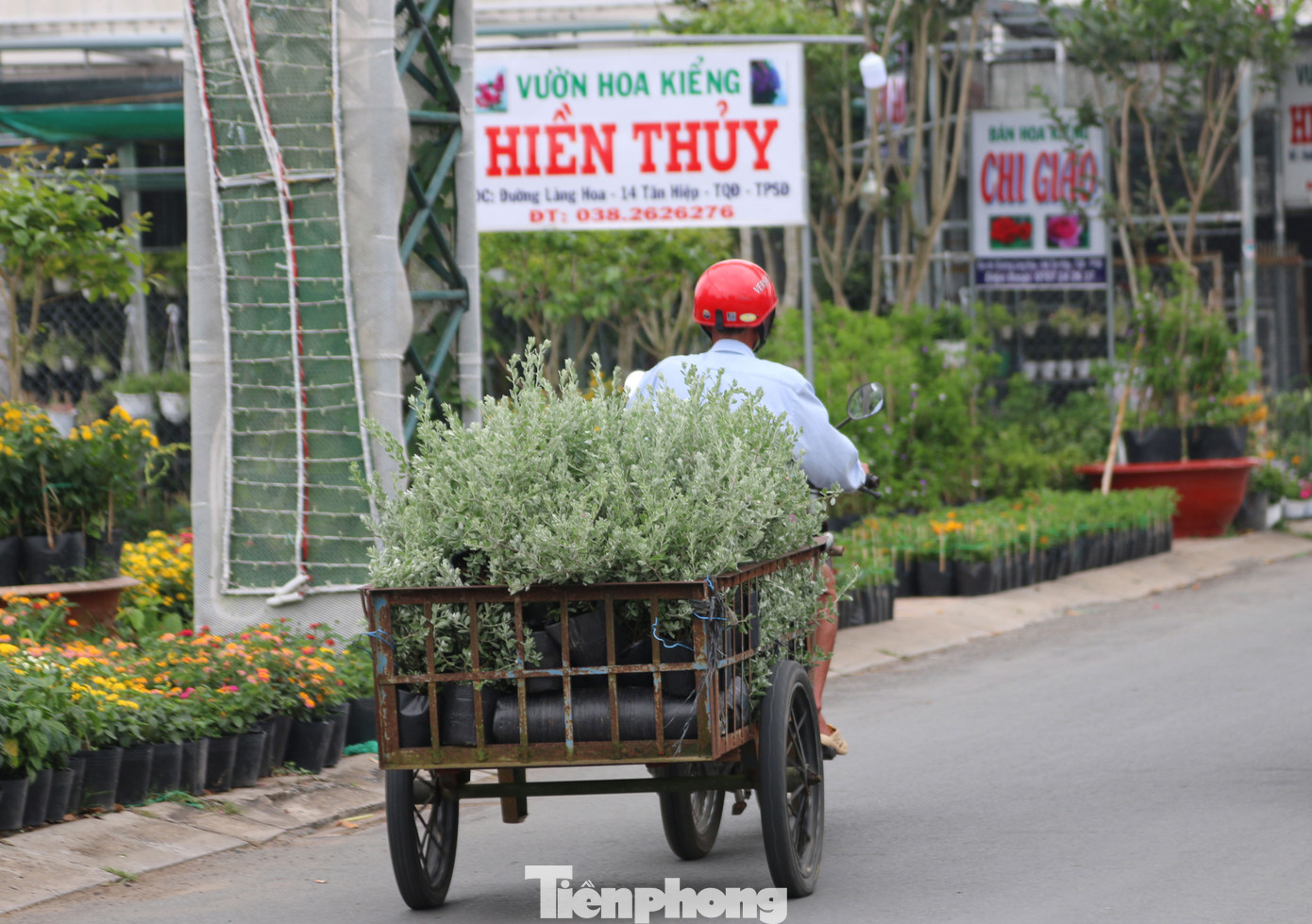 Làng hoa lớn nhất miền Tây đìu hiu, khách thưa thớt ảnh 18