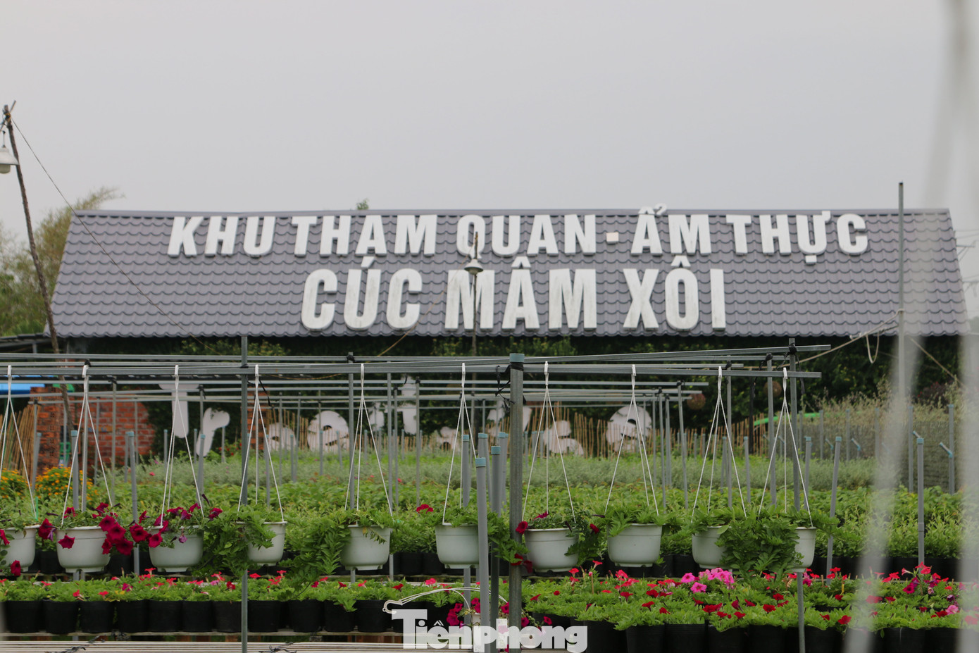 Làng hoa lớn nhất miền Tây đìu hiu, khách thưa thớt ảnh 6