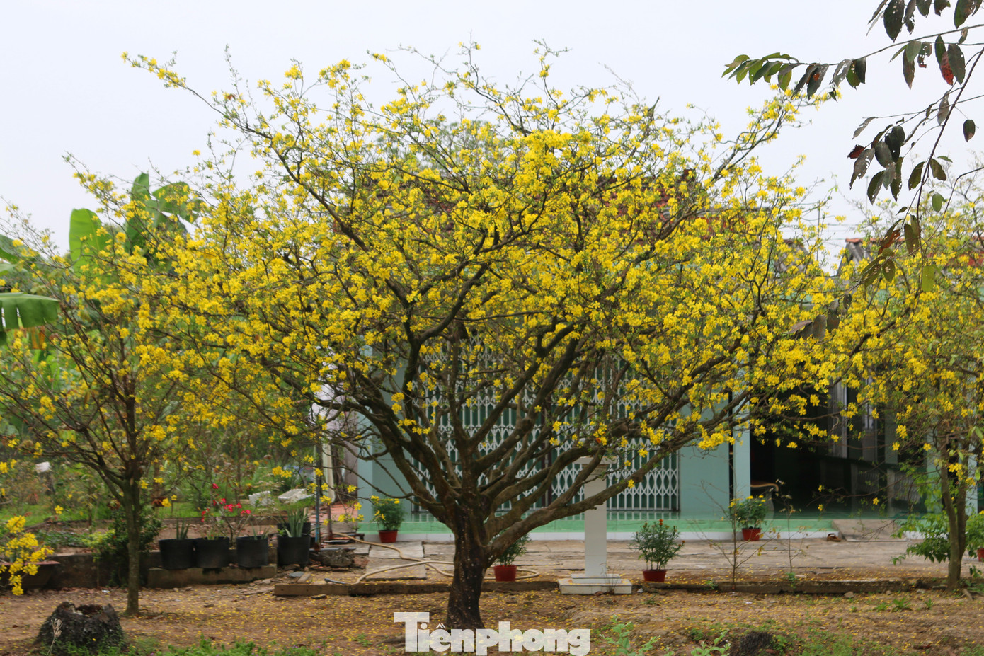 Hai cây mai cổ thụ tiền tỉ ở Đồng Tháp ảnh 9