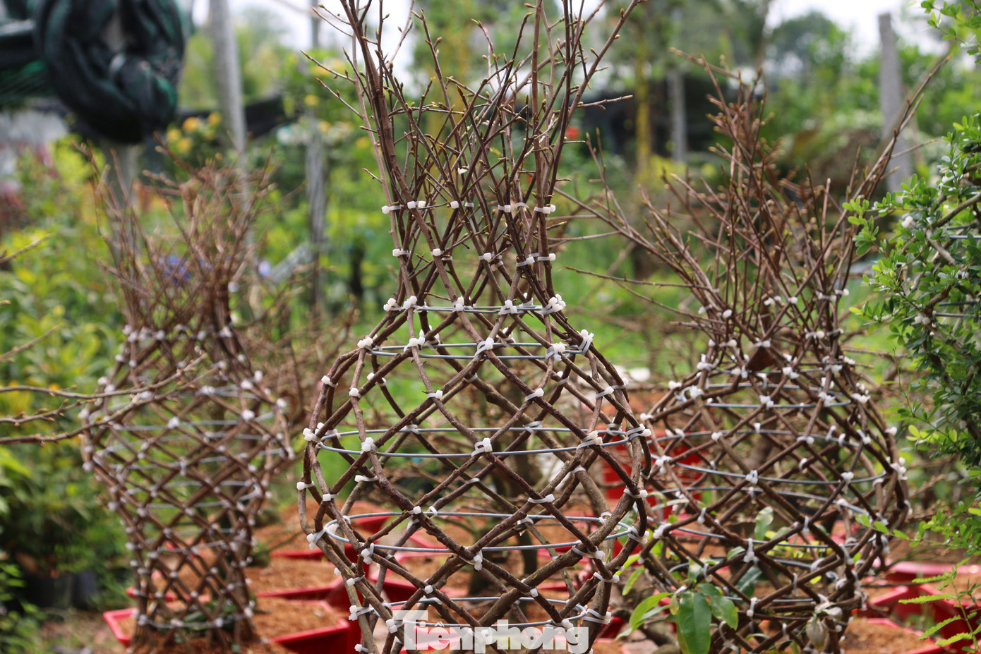 Chàng trai 9x uốn mai vàng thành lộc bình tiền triệu 'cháy’ hàng dịp Tết ảnh 6