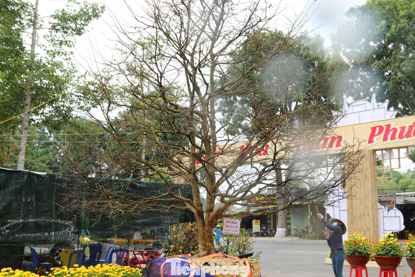 Hai cây mai cổ thụ tiền tỉ ở Đồng Tháp ảnh 1