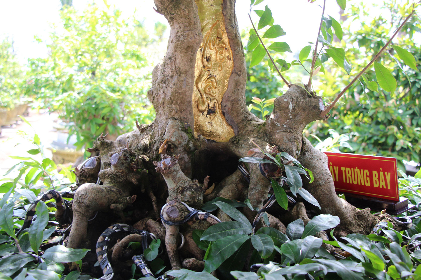 ‘Choáng’ với cụ mai trăm tuổi, gốc dát vàng ở miền Tây ảnh 1
