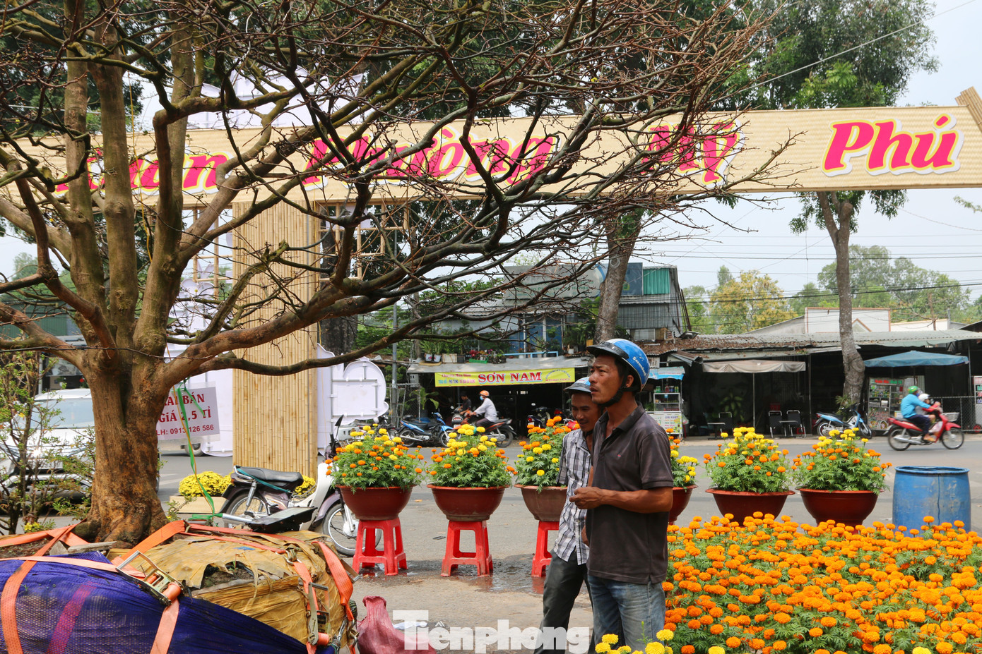 Hai cây mai cổ thụ tiền tỉ ở Đồng Tháp ảnh 8