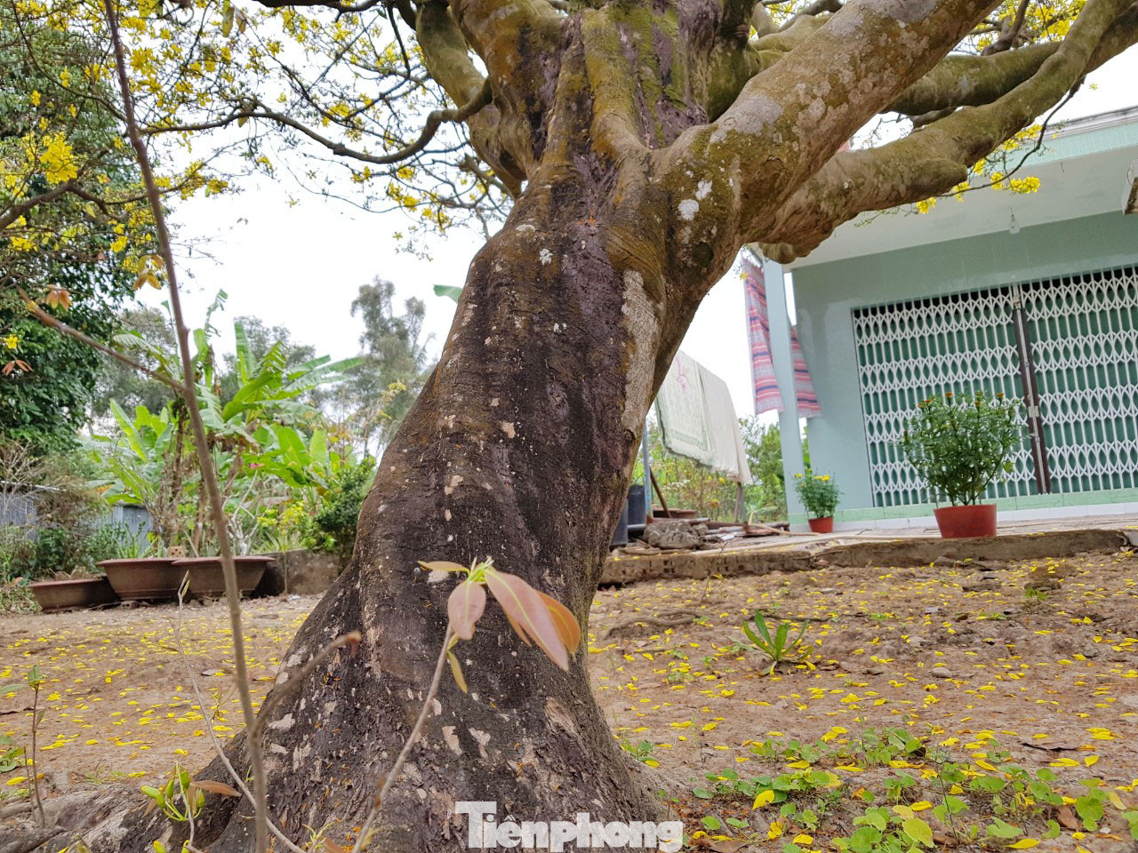 Hai cây mai cổ thụ tiền tỉ ở Đồng Tháp ảnh 15