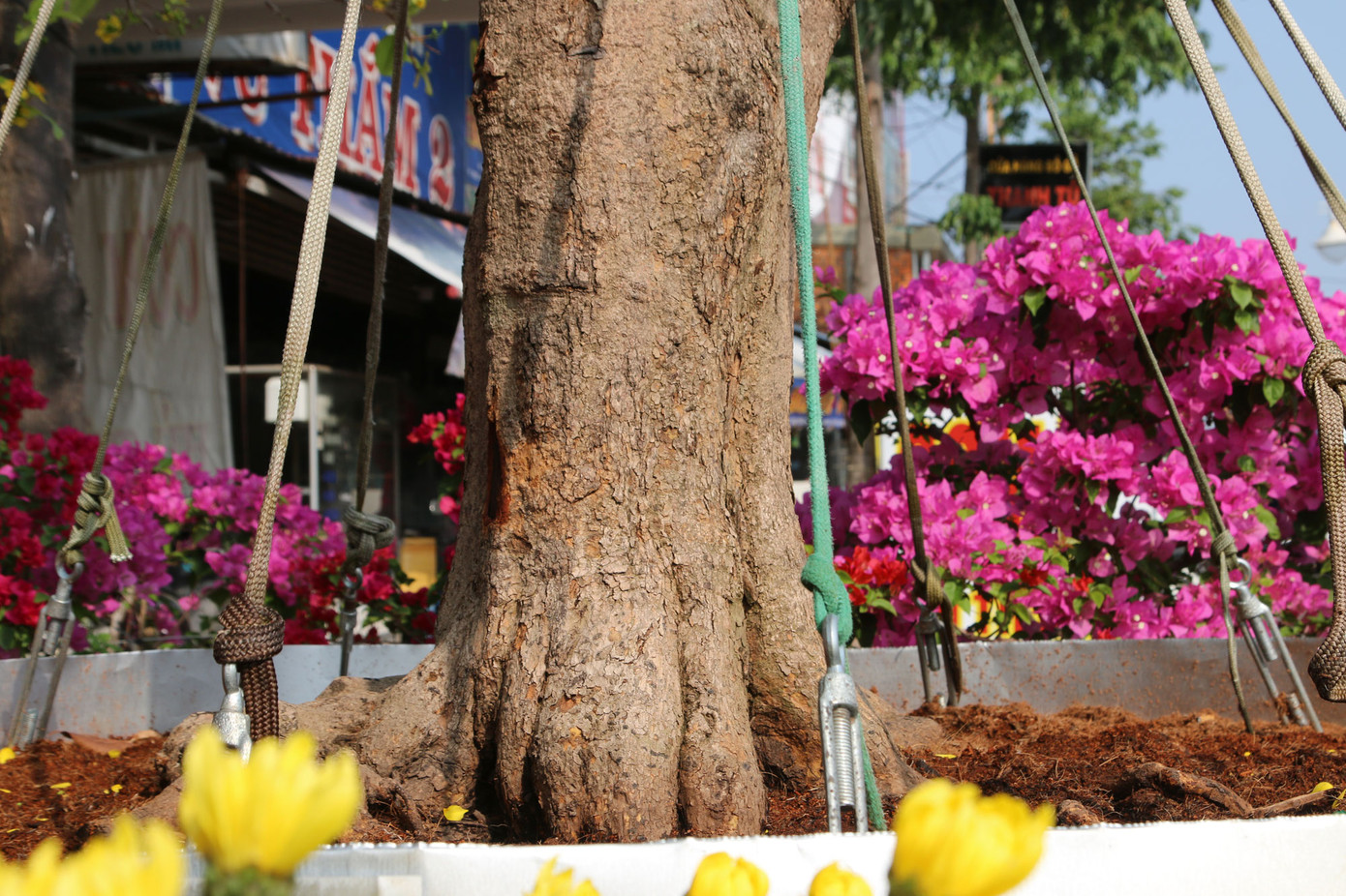 Mai vàng trên trăm tuổi, giá 2,4 tỷ xuất hiện ở Cần Thơ ảnh 8