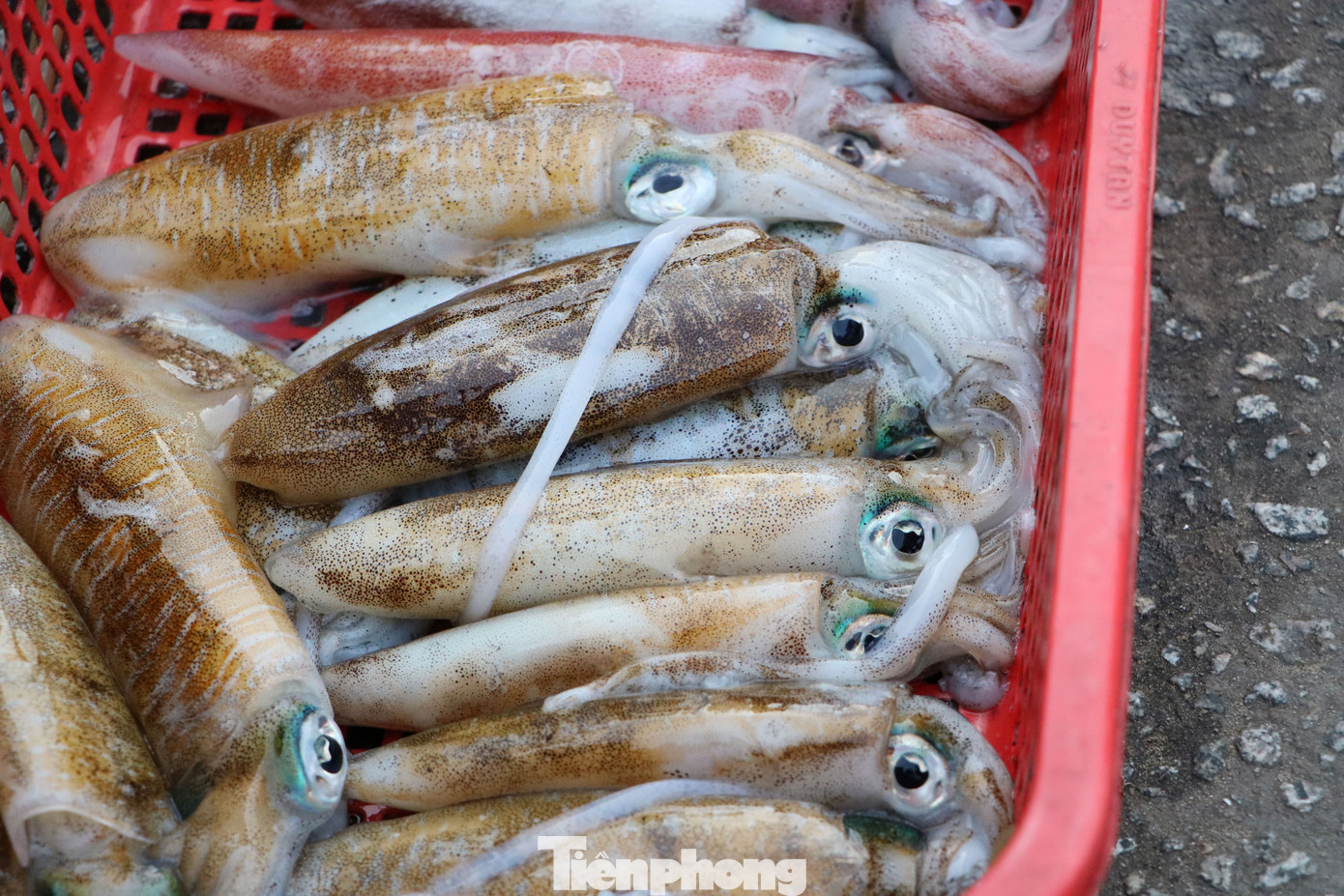 Chợ lớn nhất Phú Quốc nhộn nhịp sau giãn cách xã hội ảnh 10