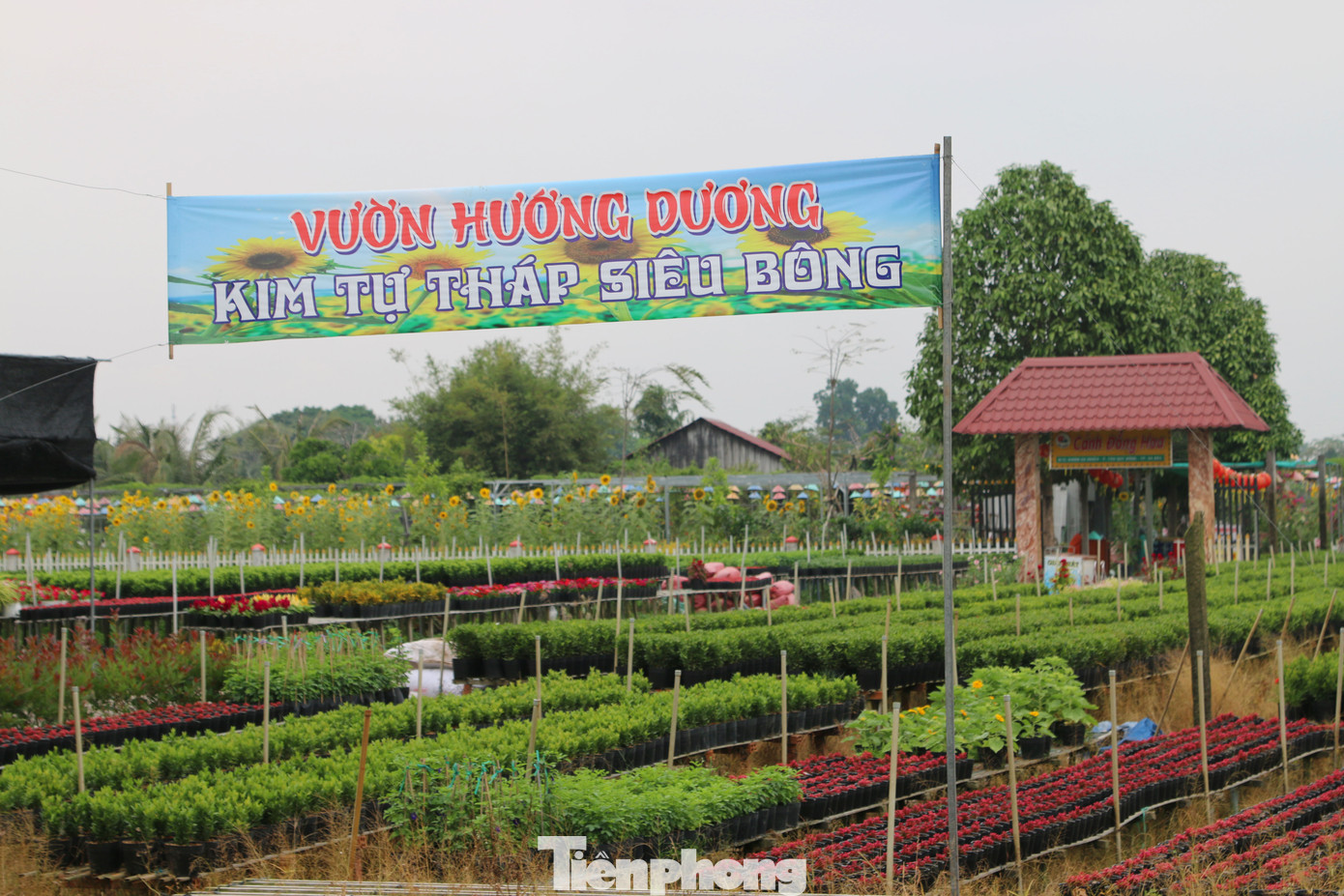 Làng hoa lớn nhất miền Tây đìu hiu, khách thưa thớt ảnh 4