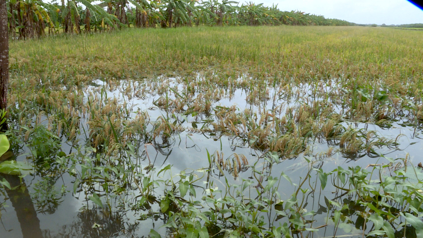 Kiên Giang: Hàng ngàn héc ta lúa, nuôi trồng thủy sản bị ảnh hưởng do bão ảnh 1