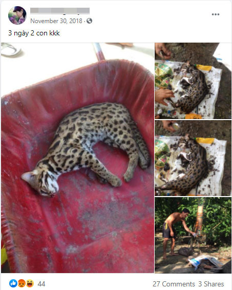  Dân quân xã giết nhiều mèo rừng quý hiếm rồi lên Facebook 'khoe' chiến tích ảnh 2