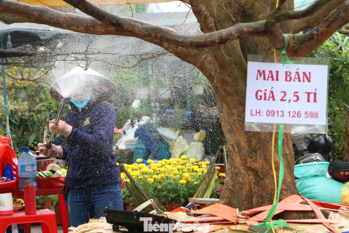 Hai cây mai cổ thụ tiền tỉ ở Đồng Tháp ảnh 7