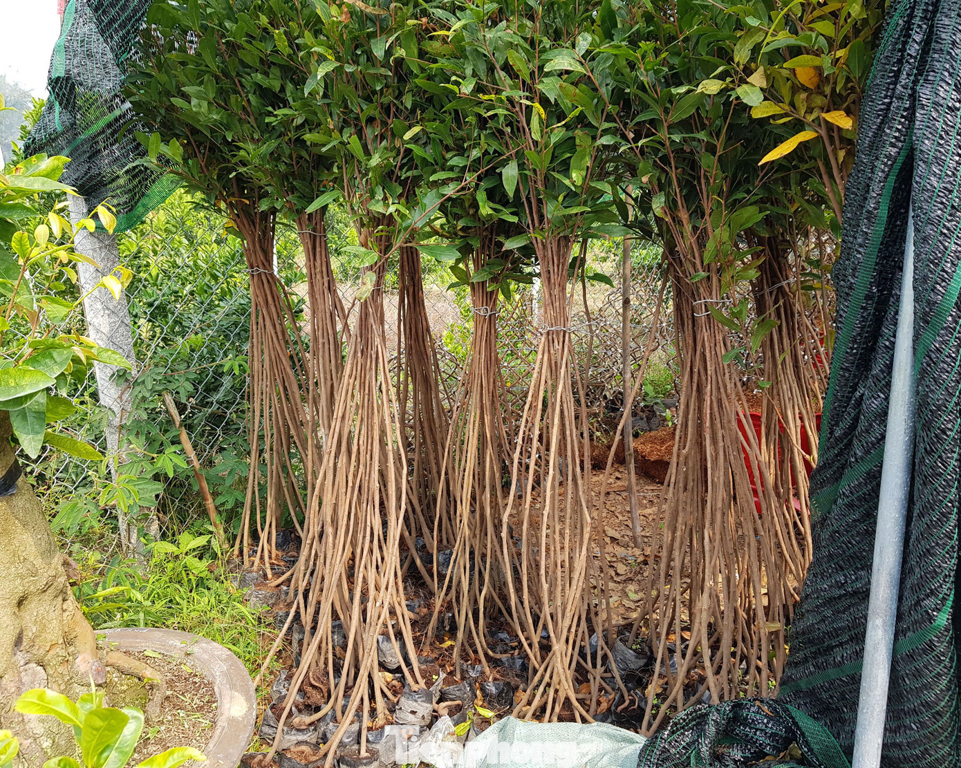 Chàng trai 9x uốn mai vàng thành lộc bình tiền triệu 'cháy’ hàng dịp Tết ảnh 3