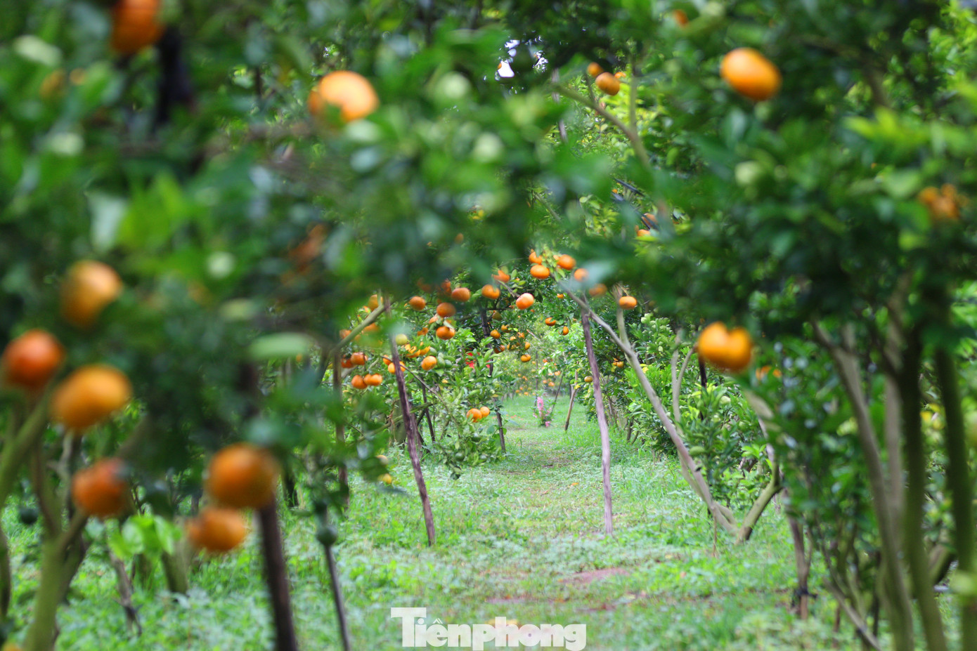 Mê mẩn vườn quýt hồng trĩu quả của nông dân miền Tây ảnh 4