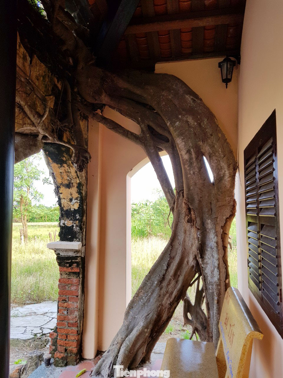 Ngôi đình 100 tuổi 'độc nhất vô nhị' ở miền Tây có 2 cây bồ đề mọc trên mái ảnh 13