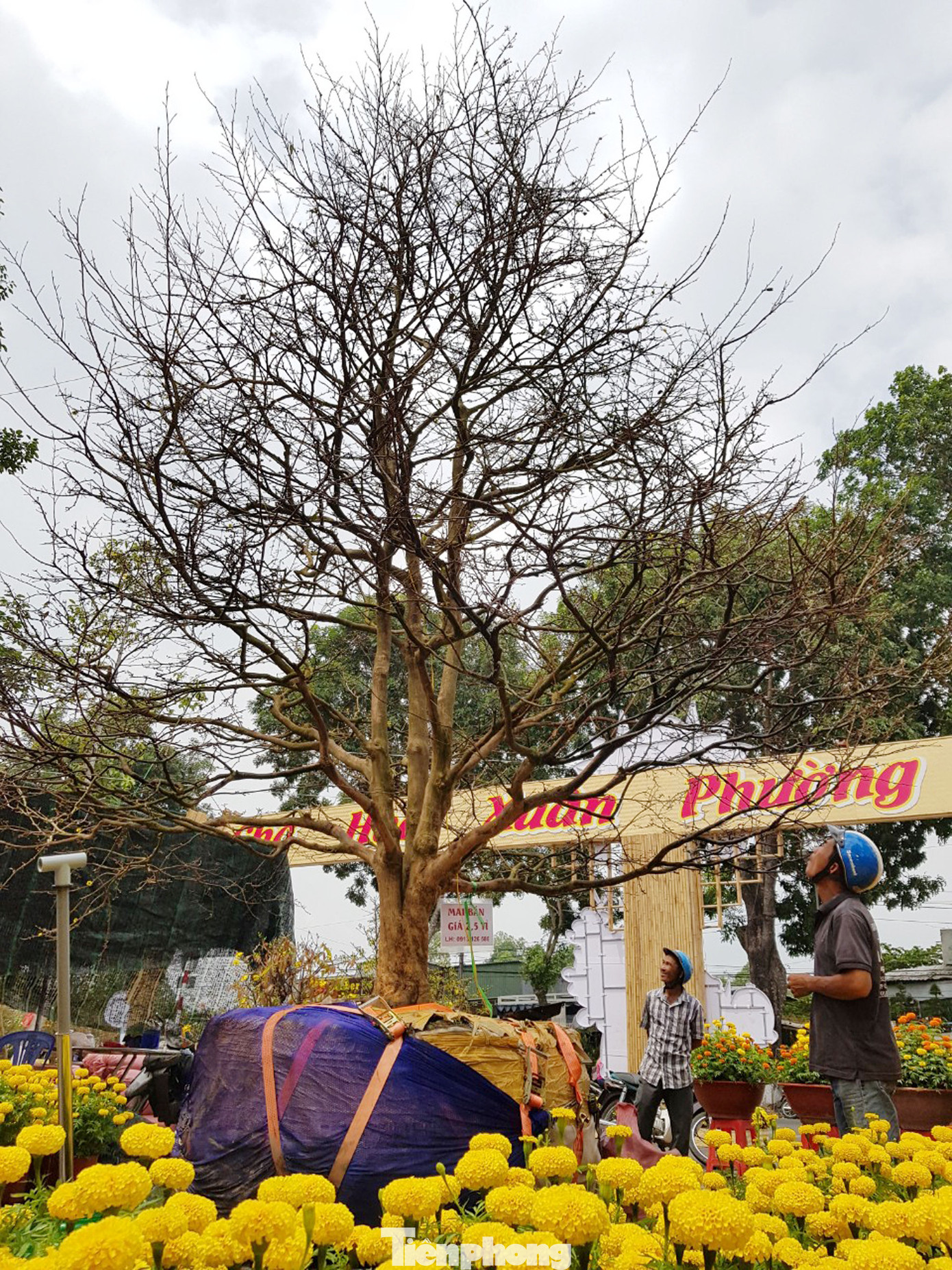 Hai cây mai cổ thụ tiền tỉ ở Đồng Tháp ảnh 2