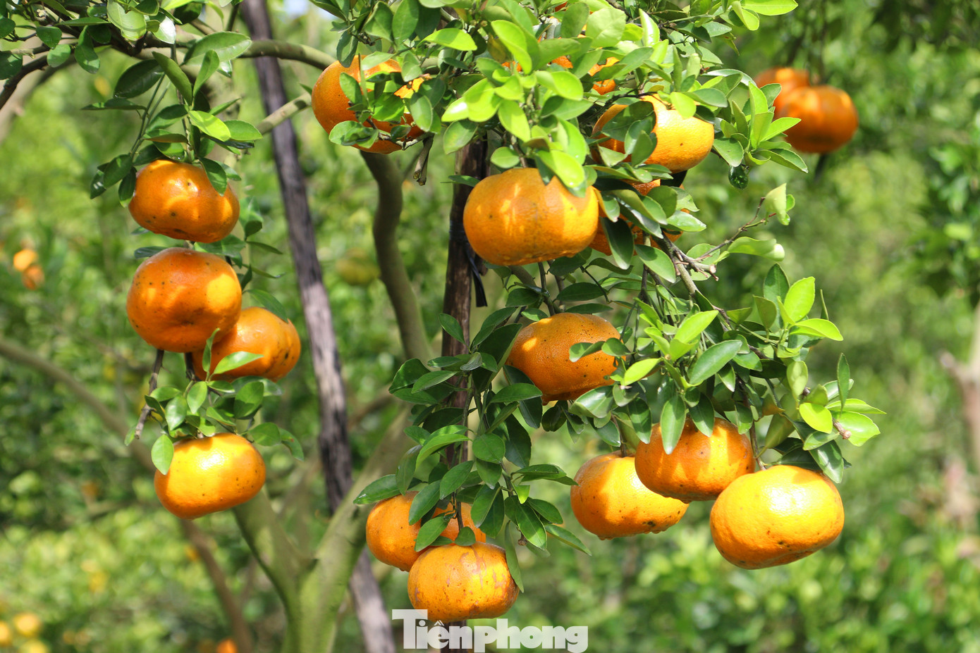 Mê mẩn vườn quýt hồng trĩu quả của nông dân miền Tây ảnh 5