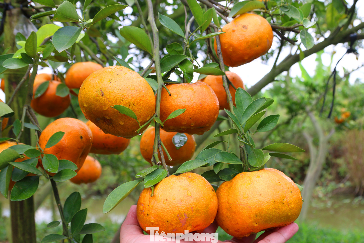 Mê mẩn vườn quýt hồng trĩu quả của nông dân miền Tây ảnh 6