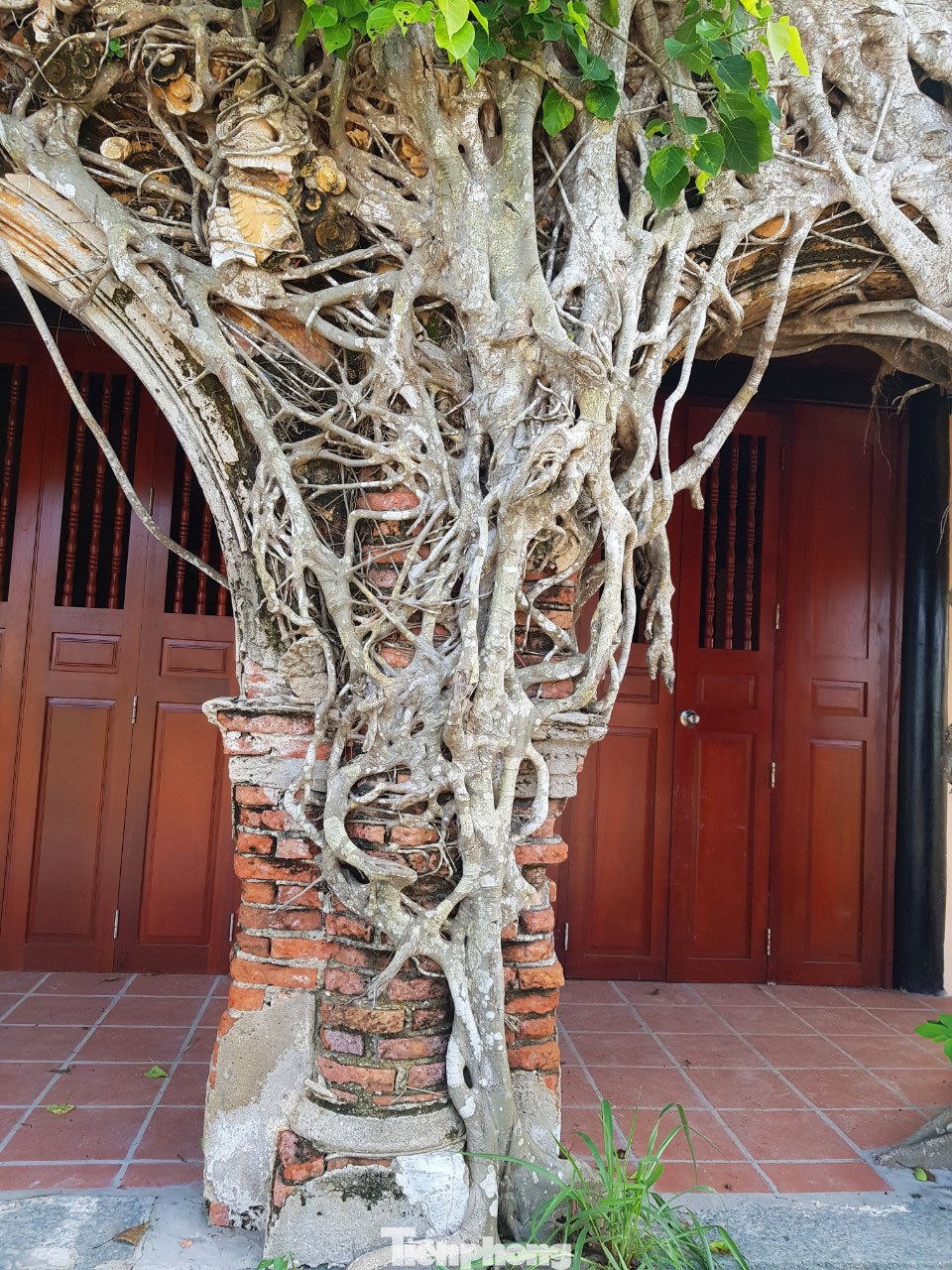 Ngôi đình 100 tuổi 'độc nhất vô nhị' ở miền Tây có 2 cây bồ đề mọc trên mái ảnh 12
