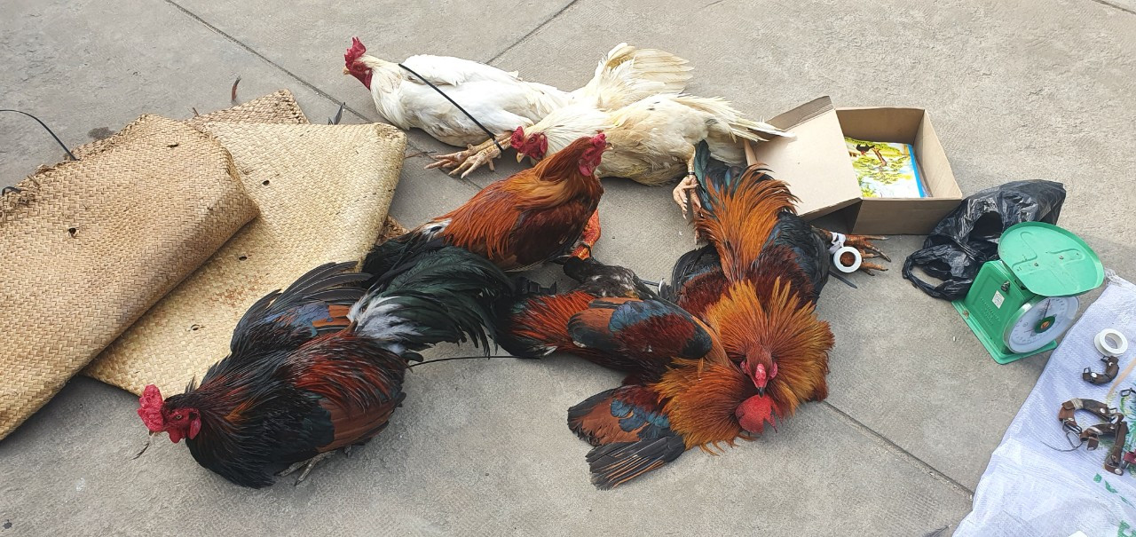 Đột kích trường gà, tạm giữ 26 đối tượng và gần 300 triệu đồng ảnh 2