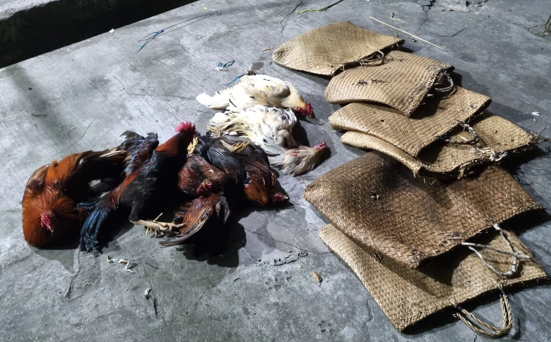 Đột kích trường gà chiều 29 Tết, tạm giữ hàng trăm triệu đồng ảnh 2