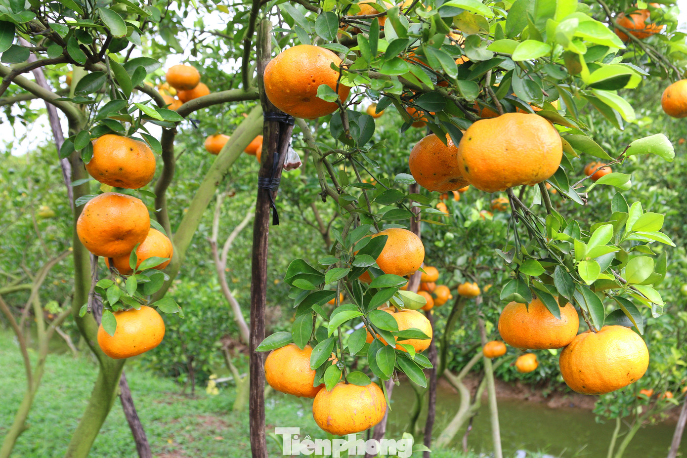 Mê mẩn vườn quýt hồng trĩu quả của nông dân miền Tây ảnh 1