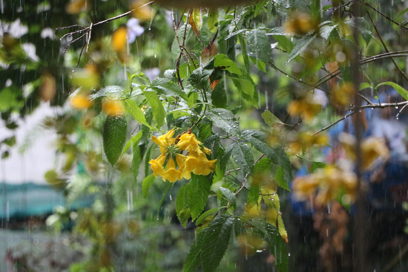 Miền Tây đón mưa 'vàng’ giải hạn ảnh 9