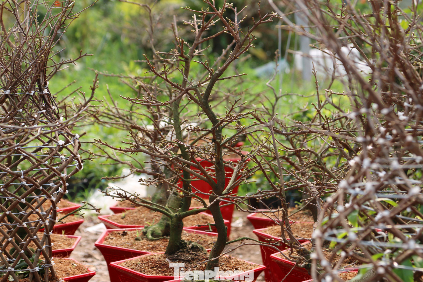 Chàng trai 9x uốn mai vàng thành lộc bình tiền triệu 'cháy’ hàng dịp Tết ảnh 11