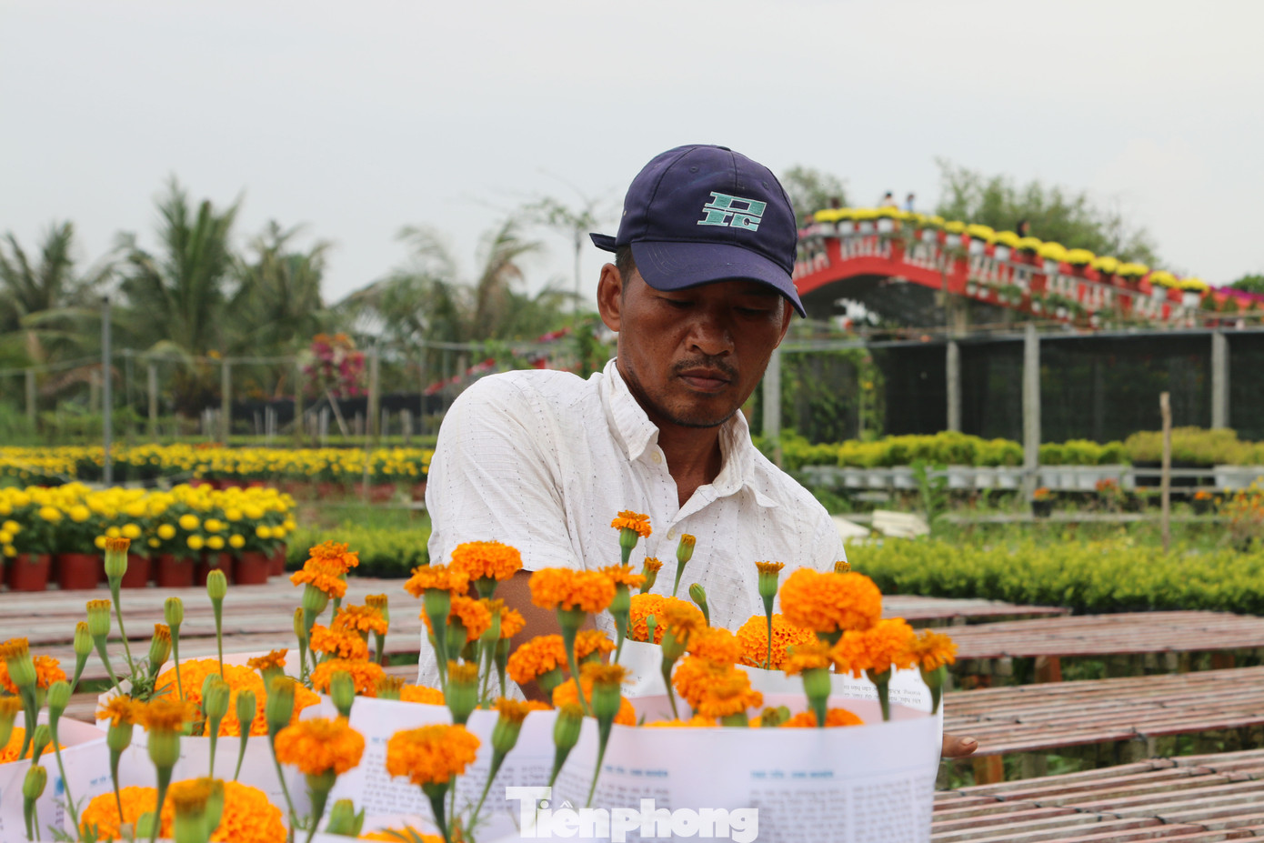 Làng hoa lớn nhất miền Tây đìu hiu, khách thưa thớt ảnh 10