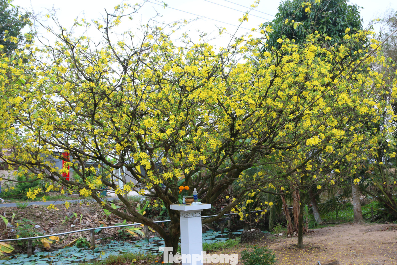Hai cây mai cổ thụ tiền tỉ ở Đồng Tháp ảnh 10