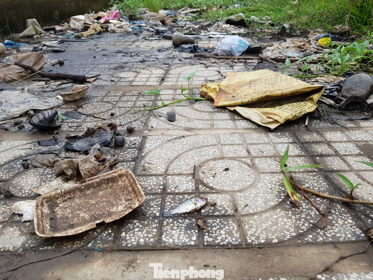 Xót xa công trình hàng trăm tỷ ở Cần Thơ thành nơi ‘chứa’ rác   ảnh 9