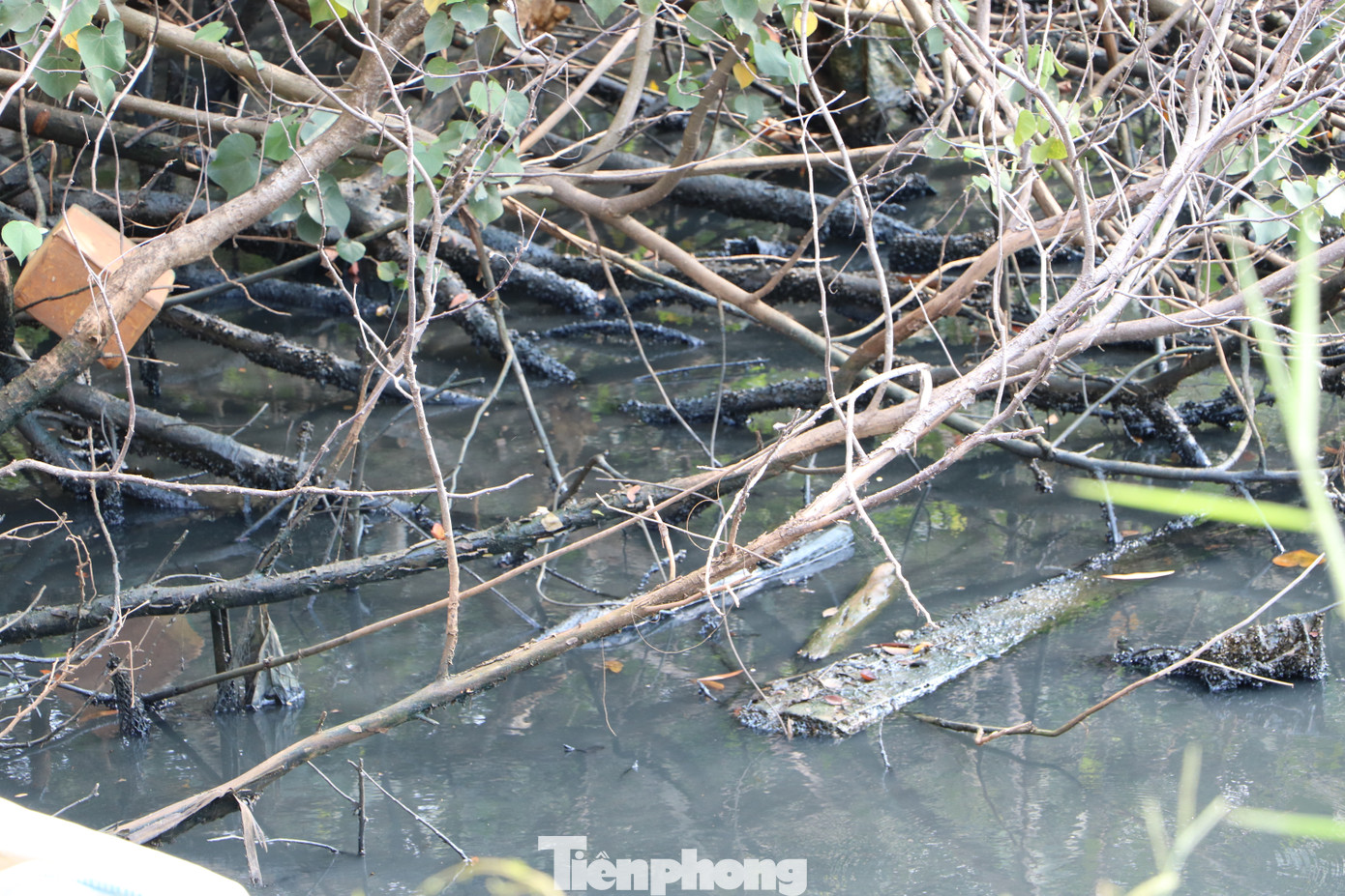 Sông Dương Đông ở Phú Quốc đen ngòm, người dân bị ‘tra tấn’ bởi mùi hôi ảnh 7