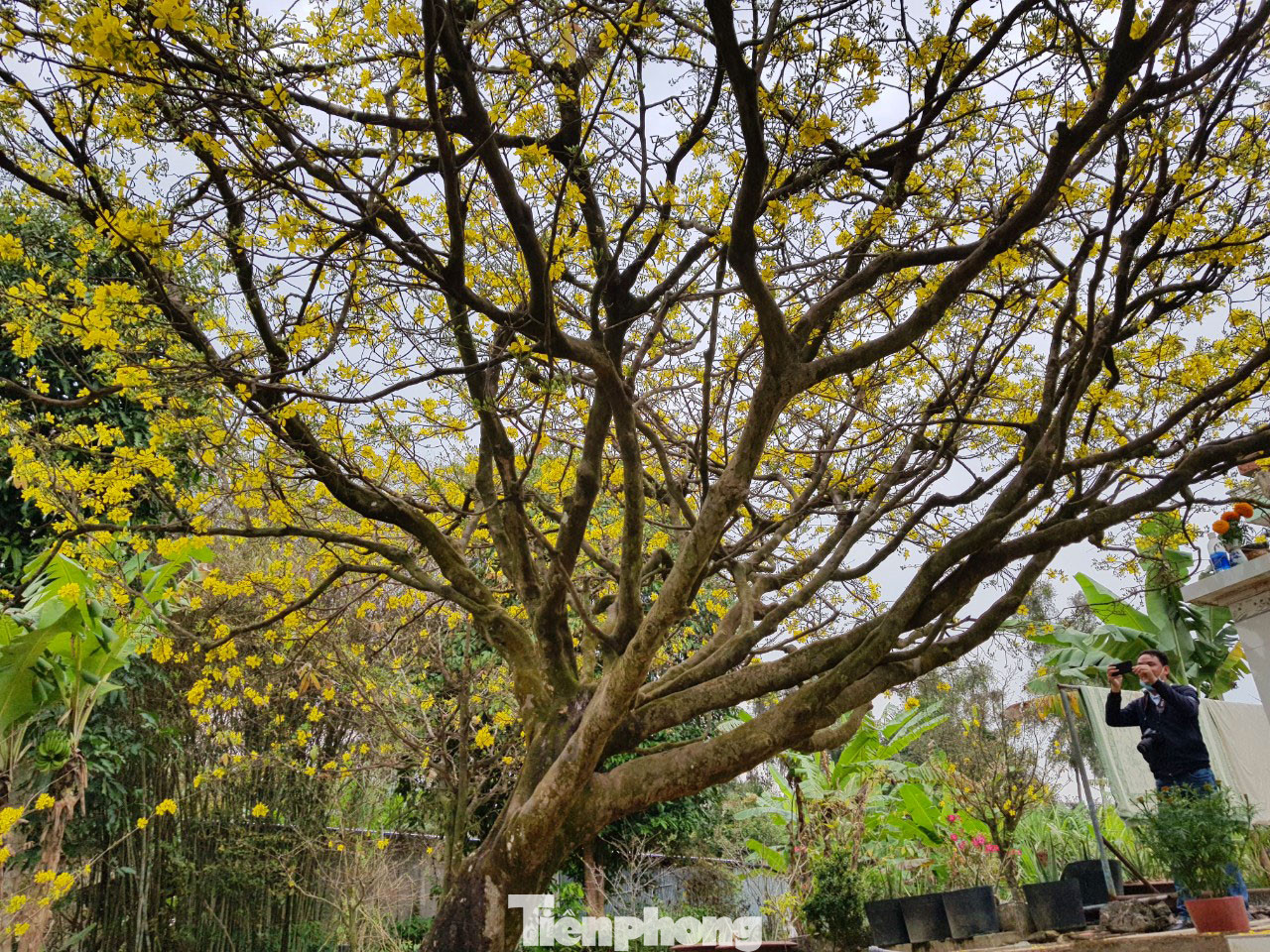 Hai cây mai cổ thụ tiền tỉ ở Đồng Tháp ảnh 12