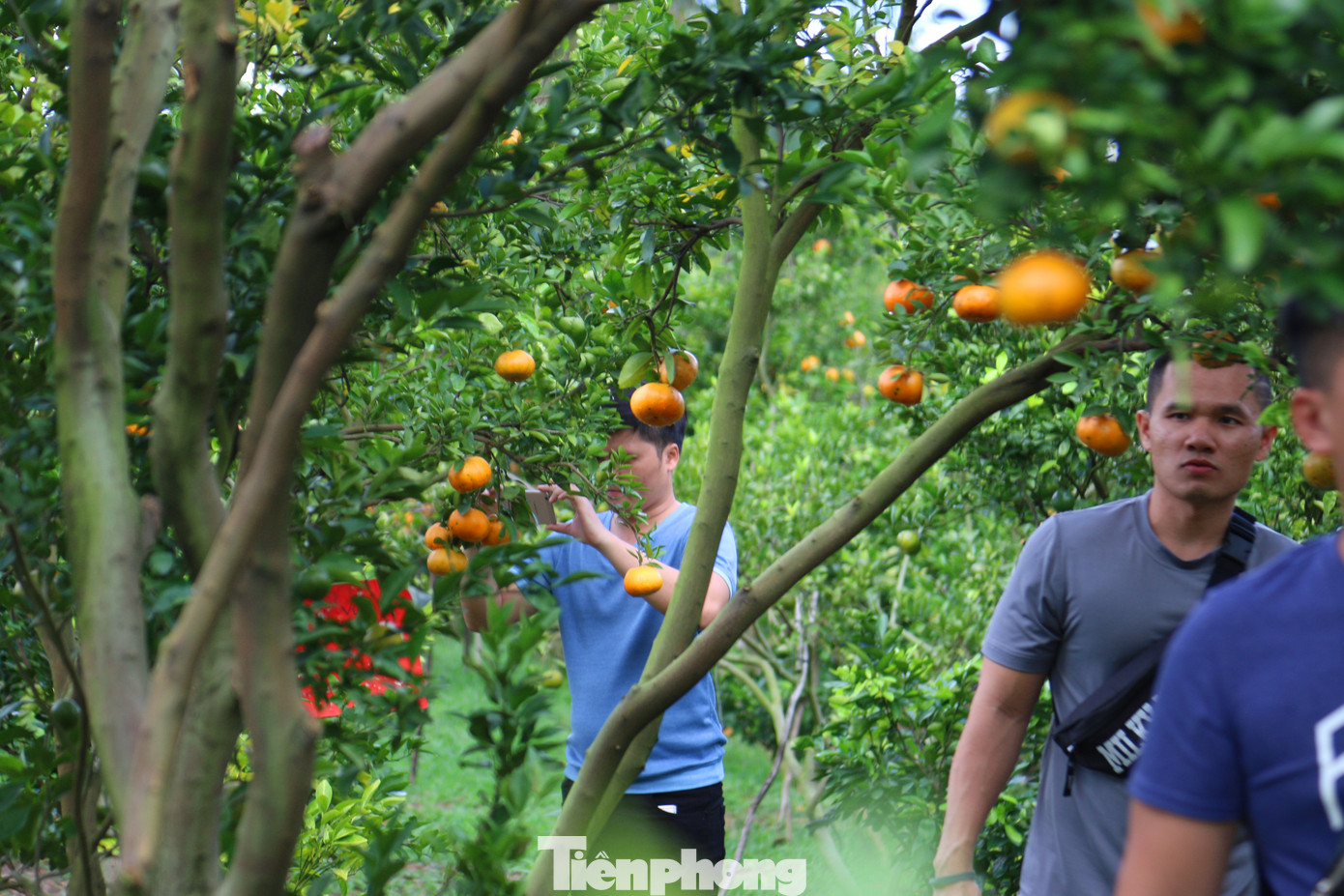 Mê mẩn vườn quýt hồng trĩu quả của nông dân miền Tây ảnh 7