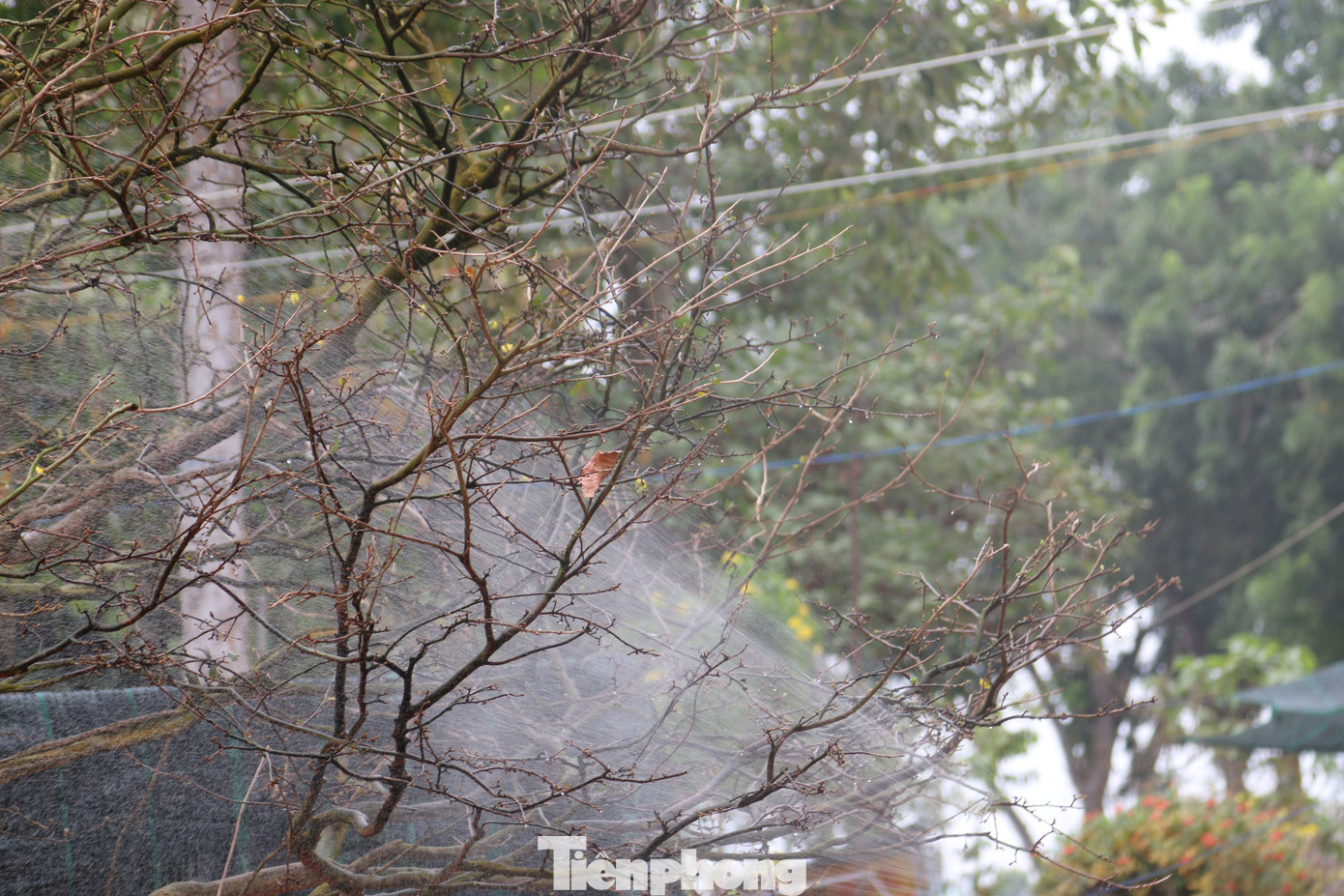 Hai cây mai cổ thụ tiền tỉ ở Đồng Tháp ảnh 3