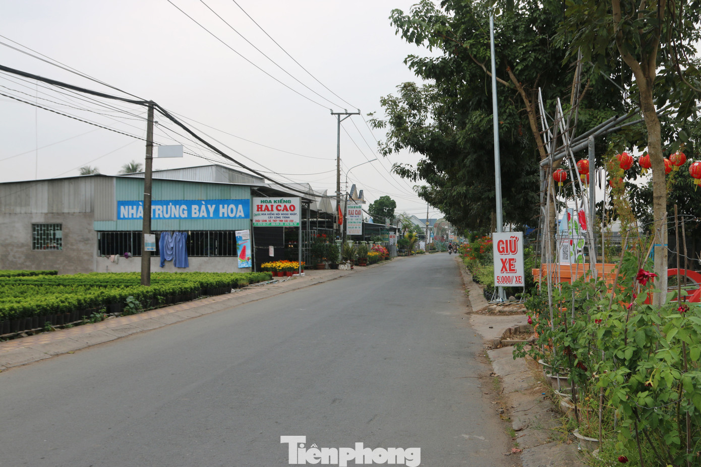 Làng hoa lớn nhất miền Tây đìu hiu, khách thưa thớt ảnh 2