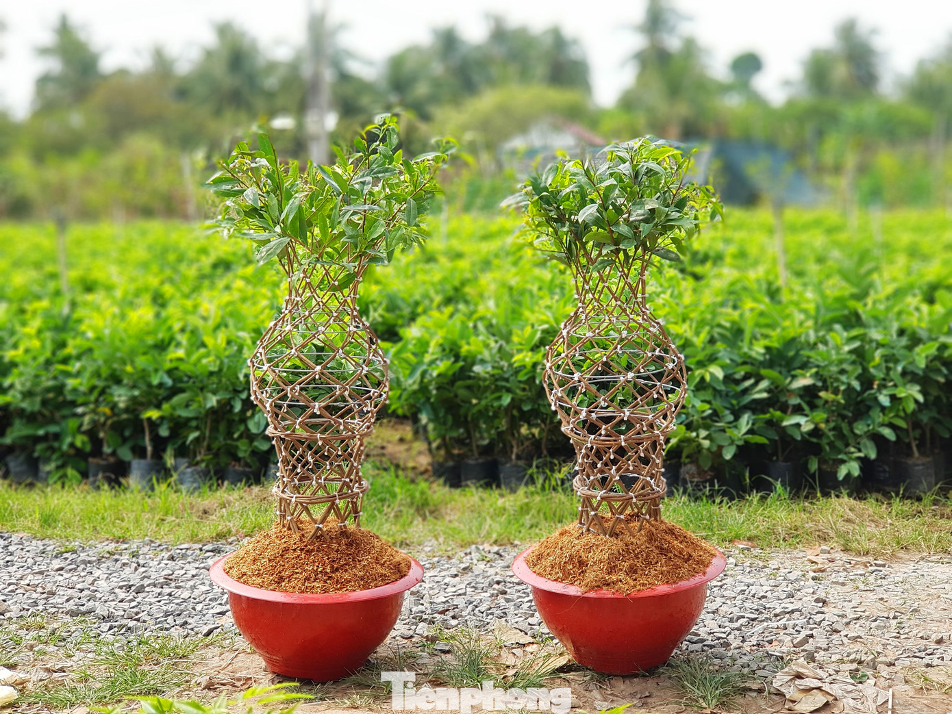 Chàng trai 9x uốn mai vàng thành lộc bình tiền triệu 'cháy’ hàng dịp Tết ảnh 9