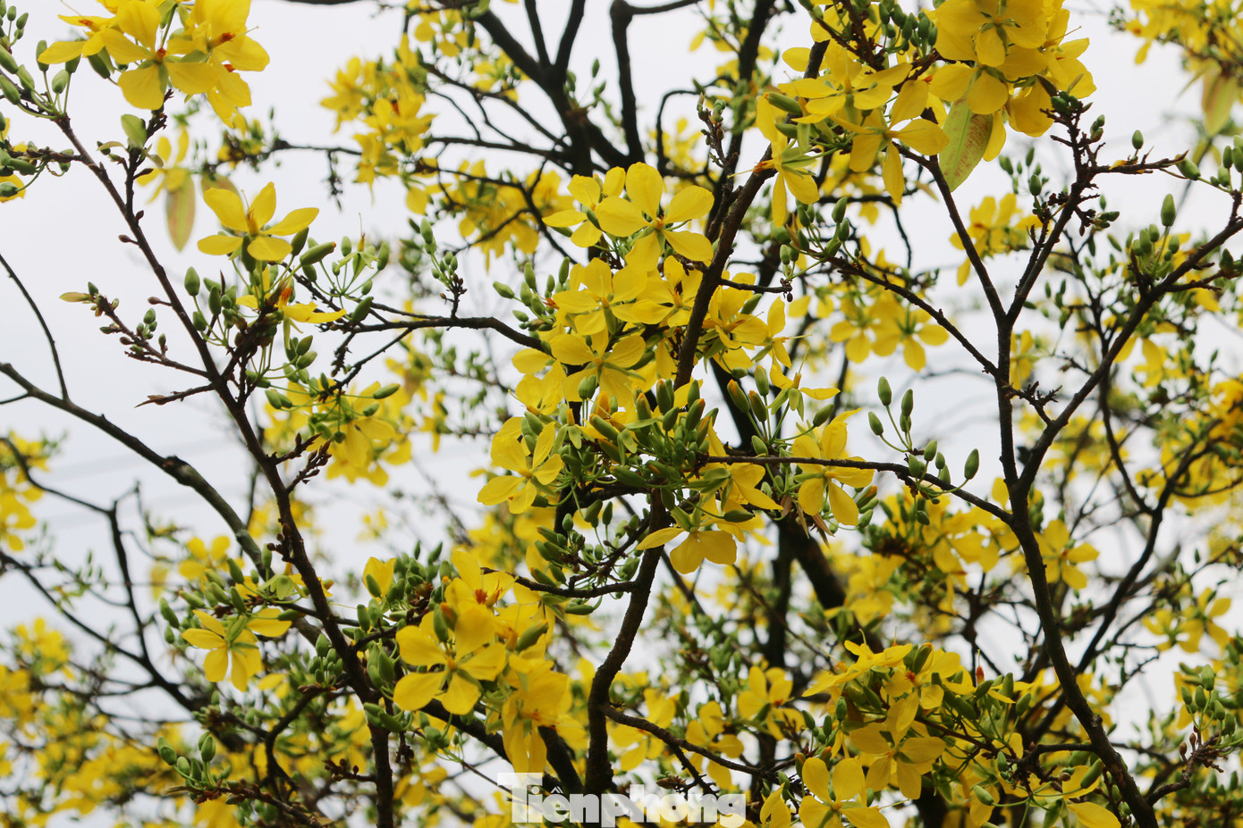 Hai cây mai cổ thụ tiền tỉ ở Đồng Tháp ảnh 13