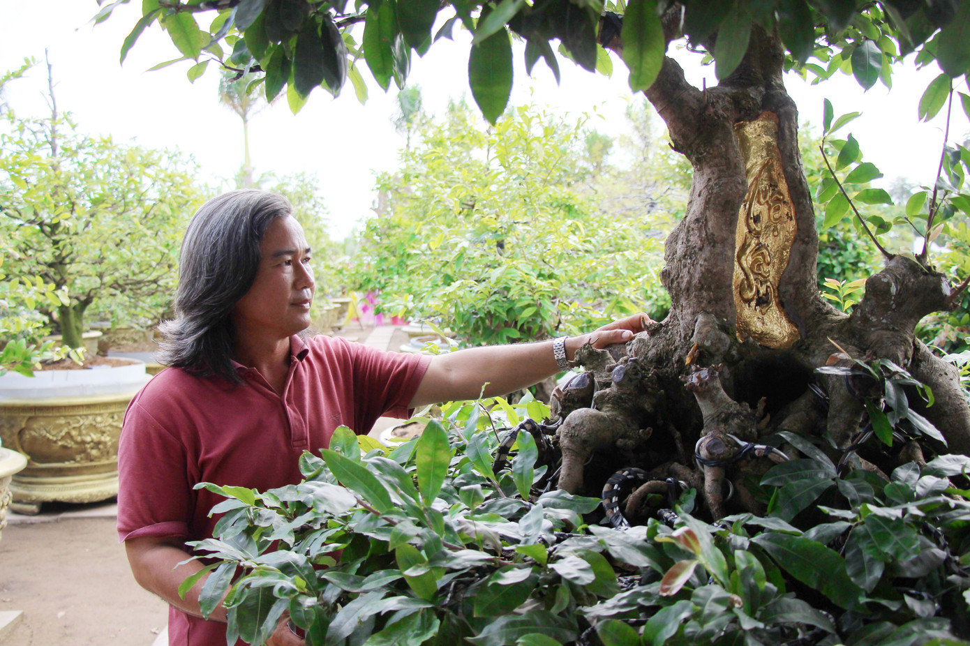 ‘Choáng’ với cụ mai trăm tuổi, gốc dát vàng ở miền Tây ảnh 3
