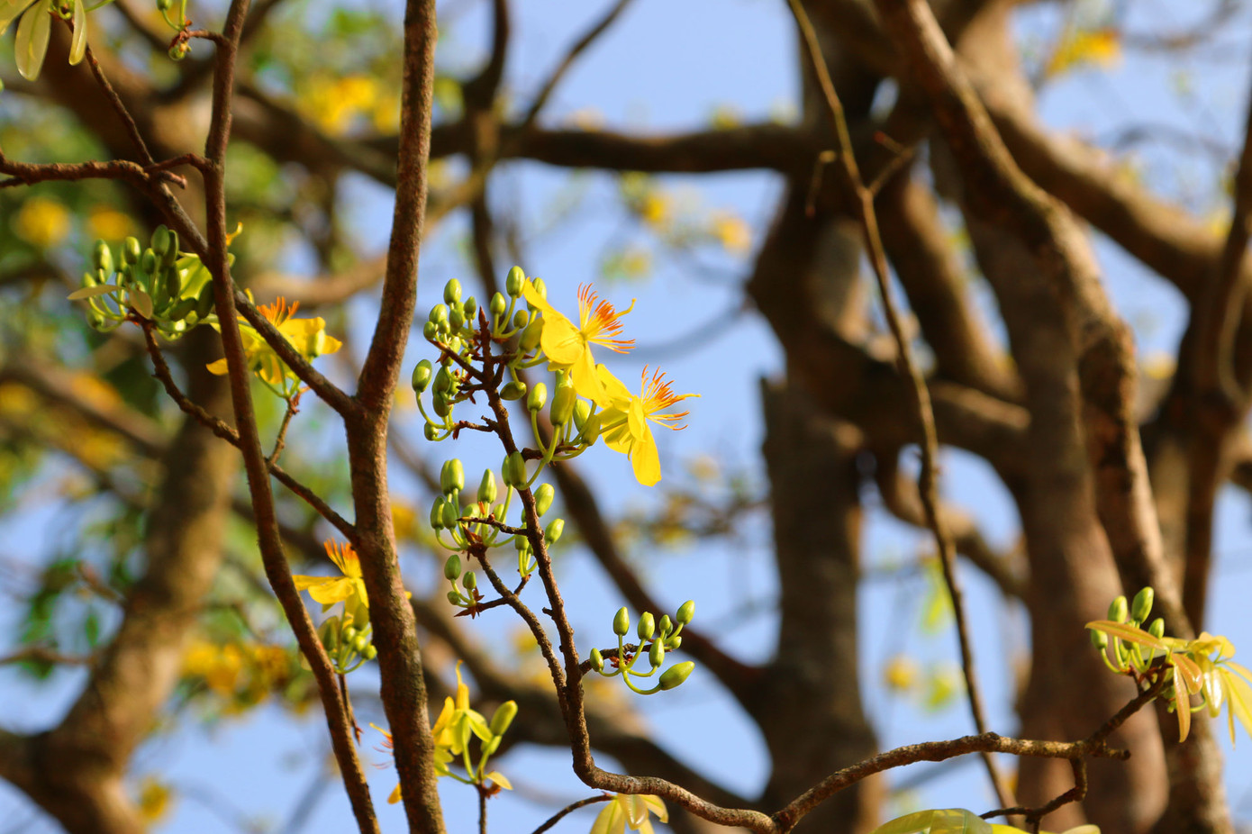 Mai vàng trên trăm tuổi, giá 2,4 tỷ xuất hiện ở Cần Thơ ảnh 5