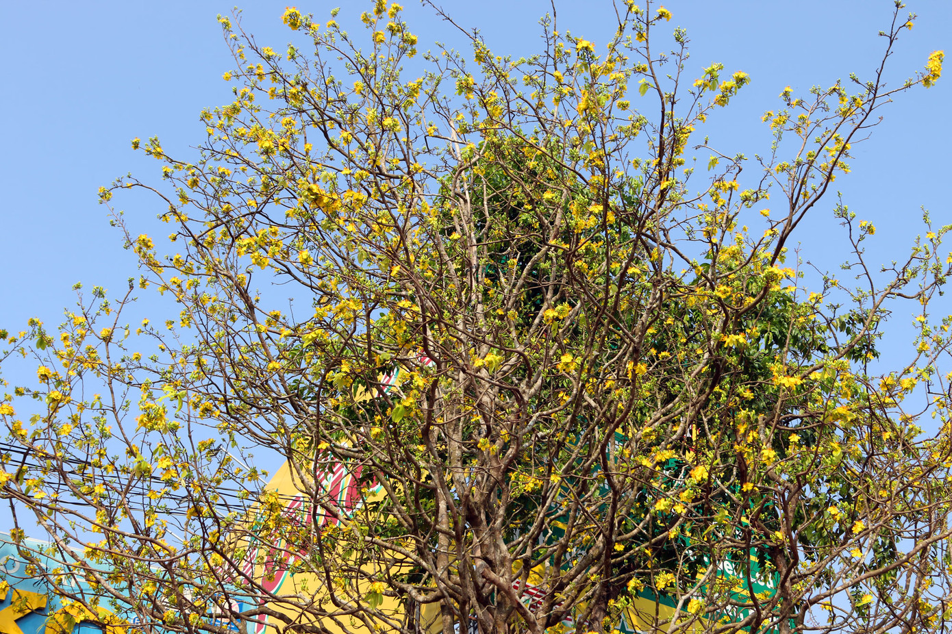 Mai vàng trên trăm tuổi, giá 2,4 tỷ xuất hiện ở Cần Thơ ảnh 3