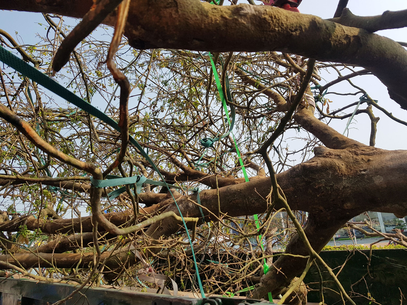 Mai vàng trên trăm tuổi, giá 2,4 tỷ xuất hiện ở Cần Thơ ảnh 9