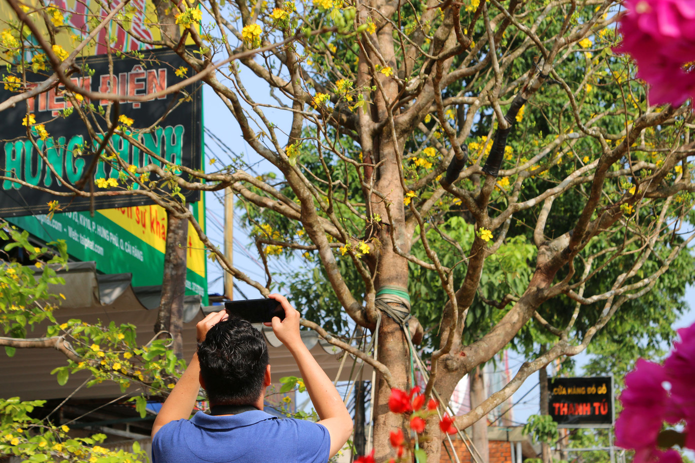 Mai vàng trên trăm tuổi, giá 2,4 tỷ xuất hiện ở Cần Thơ ảnh 7