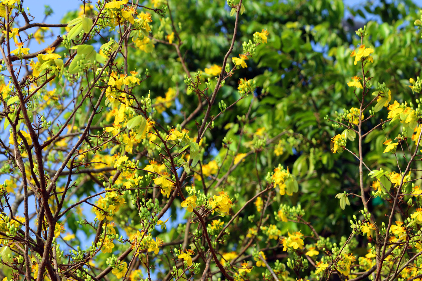Mai vàng trên trăm tuổi, giá 2,4 tỷ xuất hiện ở Cần Thơ ảnh 6