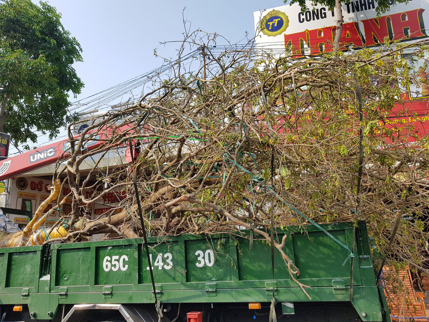Mai vàng trên trăm tuổi, giá 2,4 tỷ xuất hiện ở Cần Thơ ảnh 10