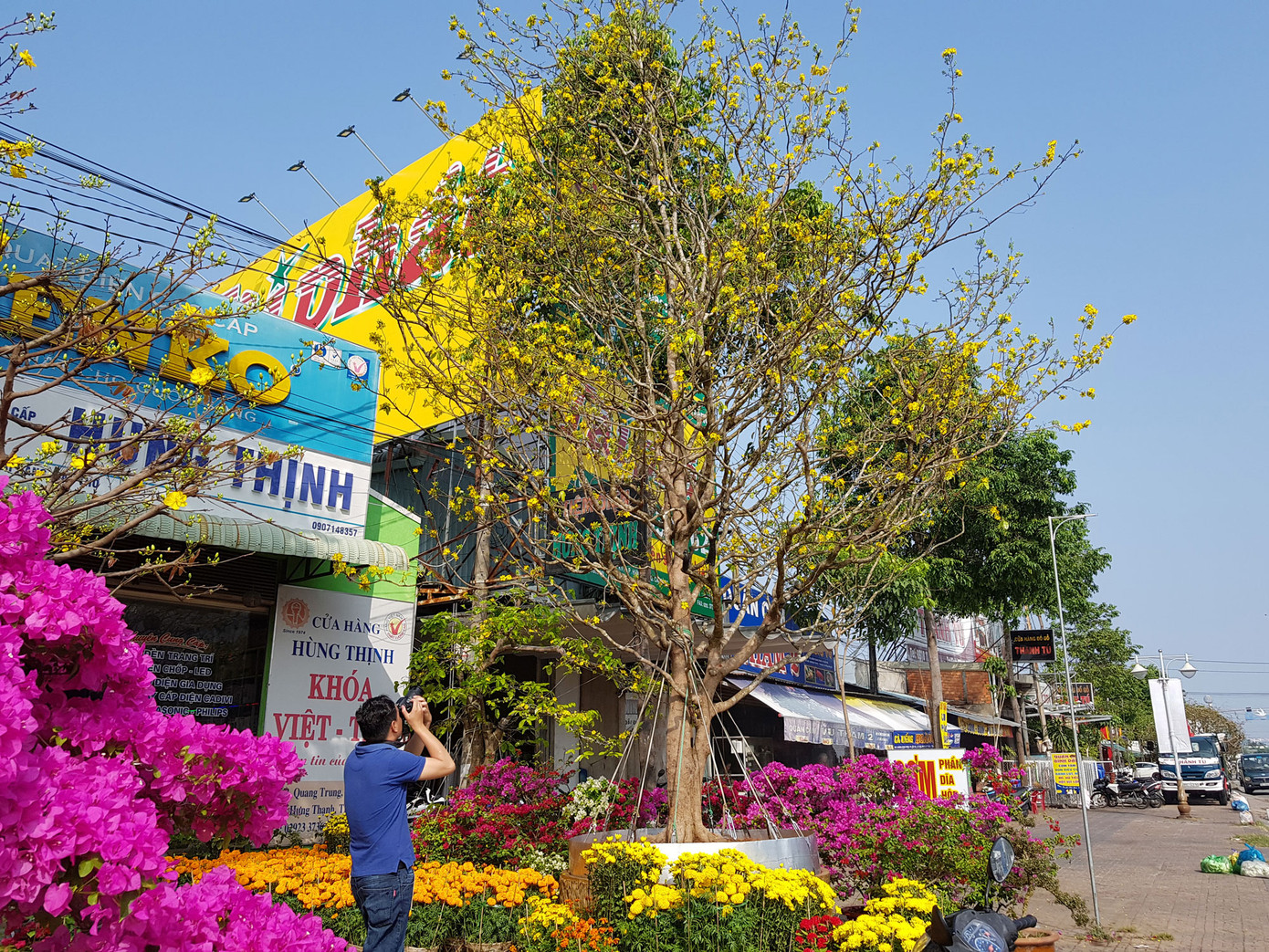 Mai vàng trên trăm tuổi, giá 2,4 tỷ xuất hiện ở Cần Thơ ảnh 1