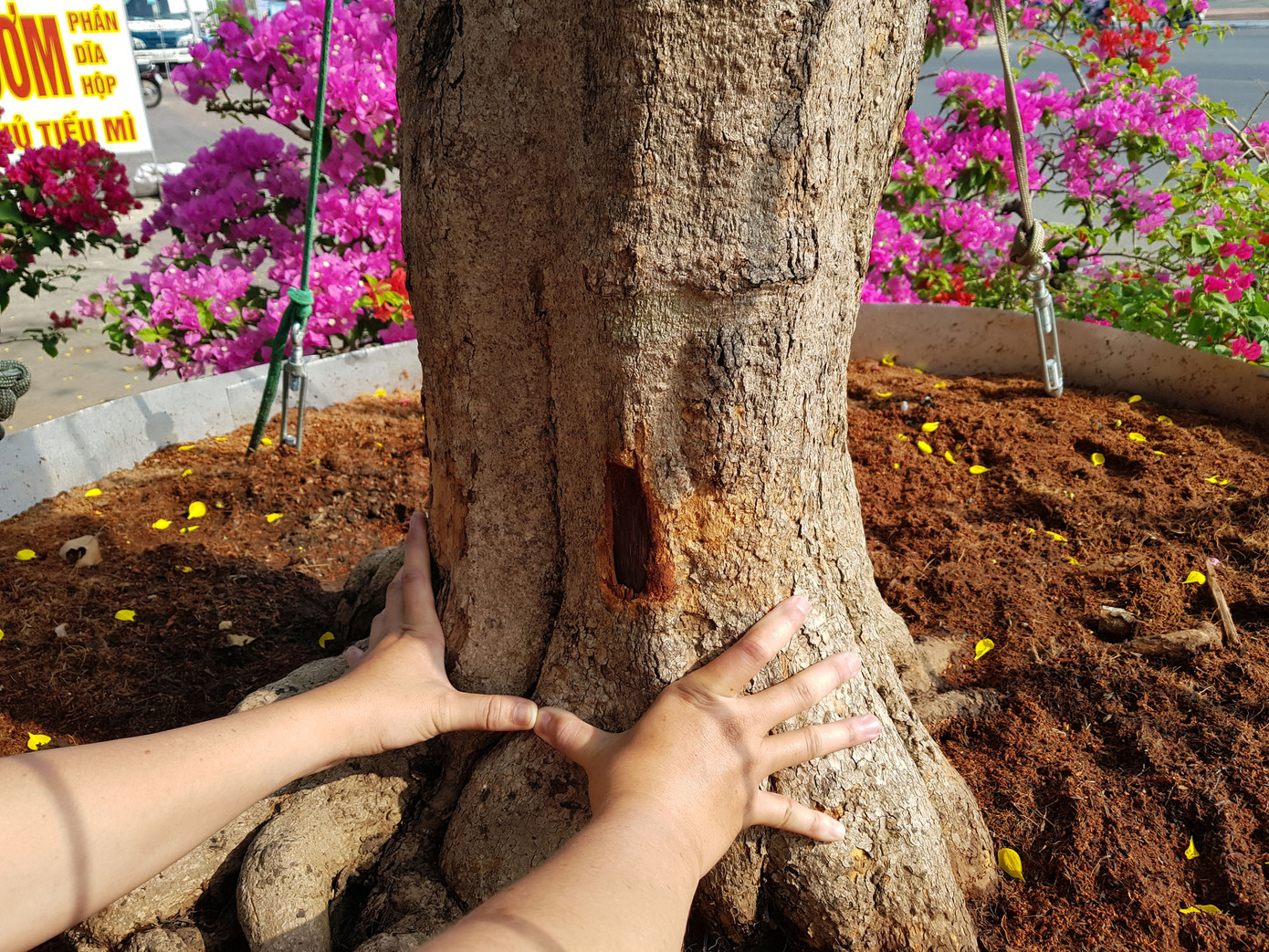 Mai vàng trên trăm tuổi, giá 2,4 tỷ xuất hiện ở Cần Thơ ảnh 2