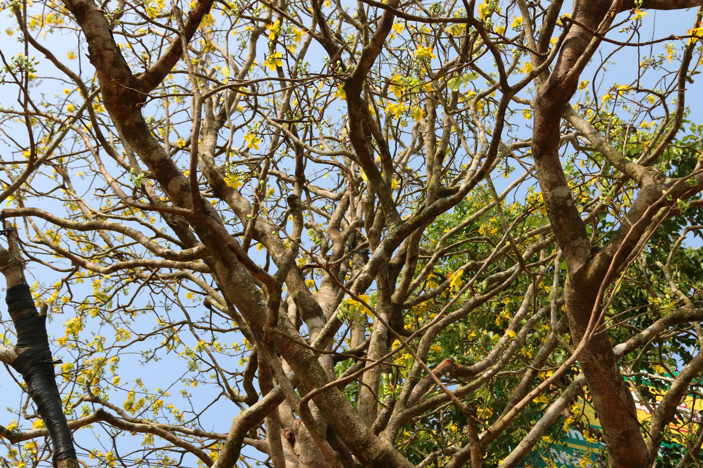 Mai vàng trên trăm tuổi, giá 2,4 tỷ xuất hiện ở Cần Thơ ảnh 4